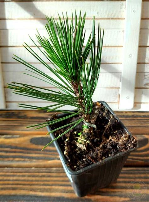Сосна горная форма Пумилио (Pinus mugo var. pumilio) купить саженцы в ...