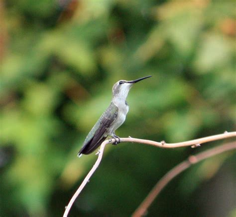 Boise Daily Photo Garden Shot Hummingbird Perched