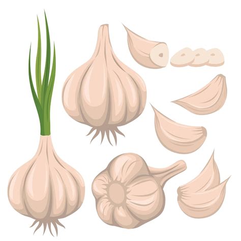 Garlic Vector