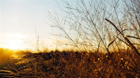 Free Images Landscape Tree Nature Branch Sky Sun Sunrise