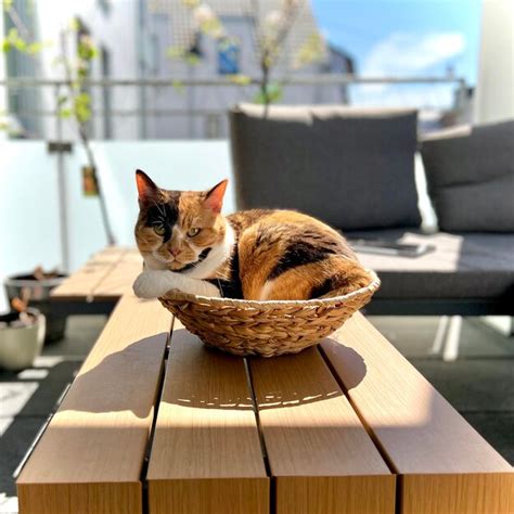 Premium Photo Cat Sitting On Table