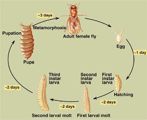 Fruit Flies Life Cycle