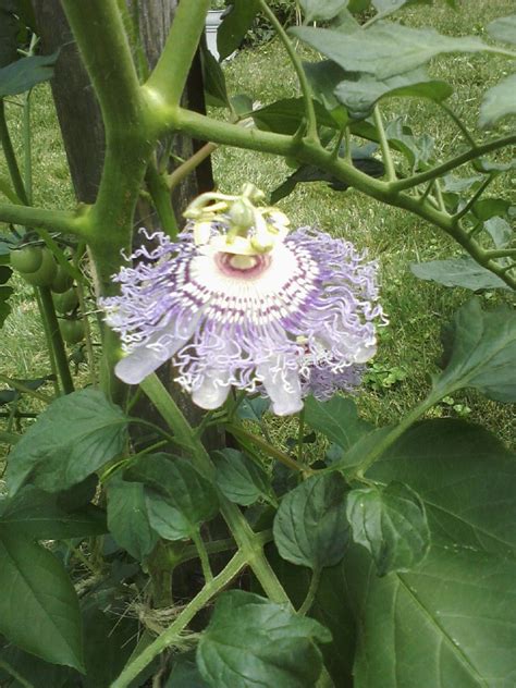 104 Best Passionflower Images On Pholder Gardening Druggardening And