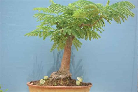 Gallery Bonsai Plants Bangalore Bonsai Trees Bangalore Buy Bonsai Plants Online