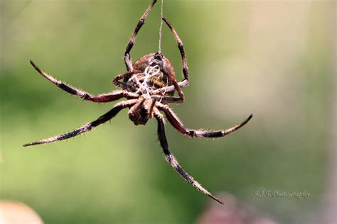 A Spinneret Is A Silk Spinning Organ Of A Spider Aly Thomson Flickr