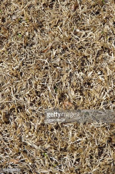 Dead Lawn Top View Photos And Premium High Res Pictures Getty Images