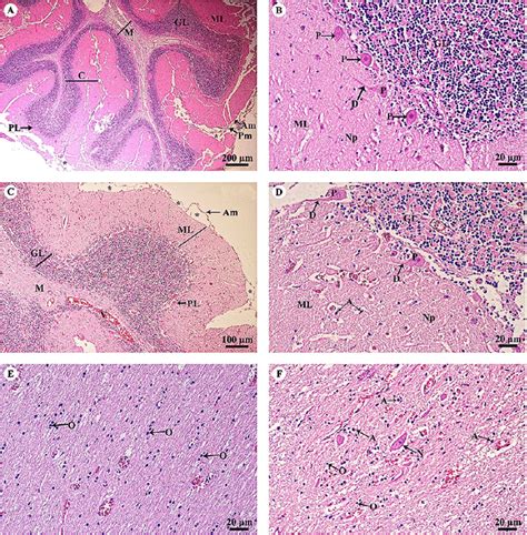 Cerebellar Cortex Histology