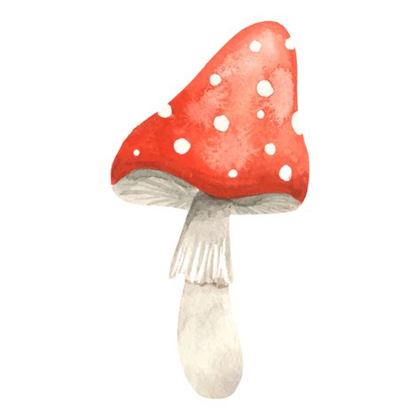 Fly Agaric Mushroom Watercolor Illustration Hand Drawn Poison Fungi