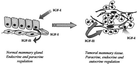 Schematic Representation Of The Autocrine Paracrine And Endocrine