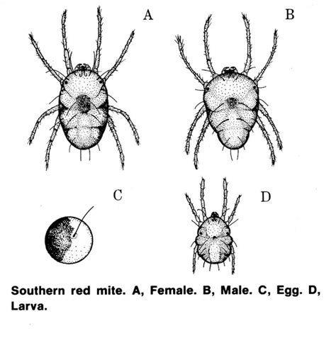 Southern Red Mite And Spruce Spider Mite Nc State Extension Publications