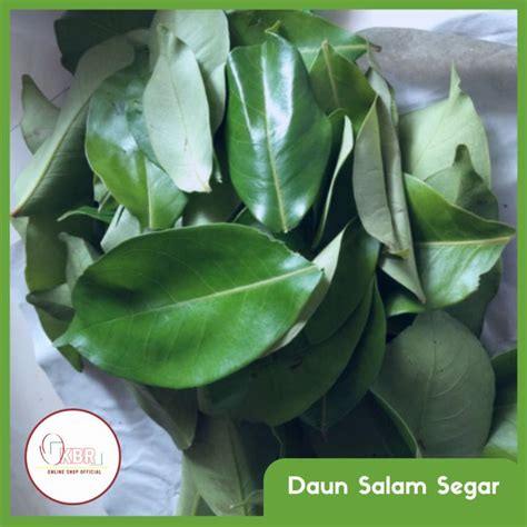 Daun Salam Segar / Daun Salam Hijau 500 gram | Lazada Indonesia