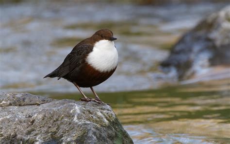 Wasseramsel Forum F R Naturfotografen