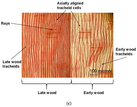 Tangential Section Of Pine Wood