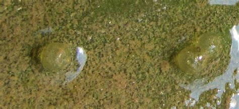 goldfish eggs pictures