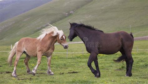 Wild horses playing stock photo. Image of horizontal - 40920112