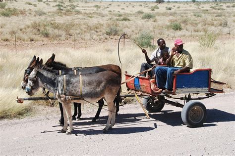 The donkey in human history: an archaeological perspective | Berkshire ...