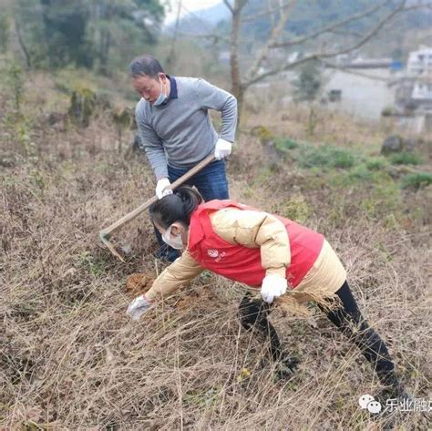 【复工复产】乐业县总工会：产业强村富民 助力乡村振兴 种植 疫情 工作