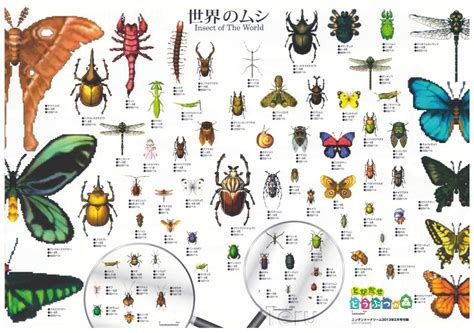 Bug - Animal Crossing Wiki