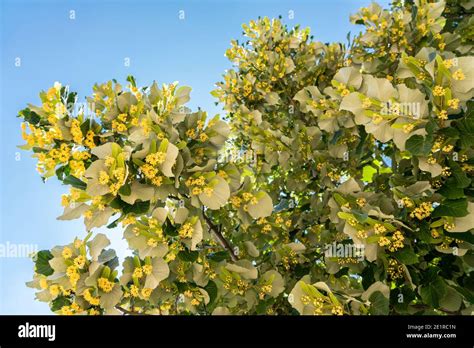 Lime Tree Flowers In Spring Stock Photo - Alamy