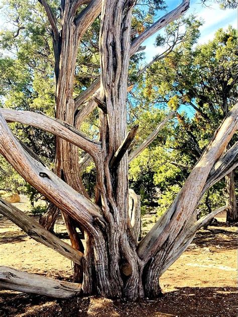 Unusual Trees In The World The Secret Life Of Trees Amazing Nature