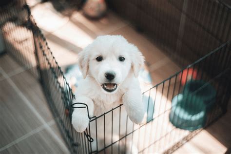 Puppy Proofing Your Home A Comprehensive Guide