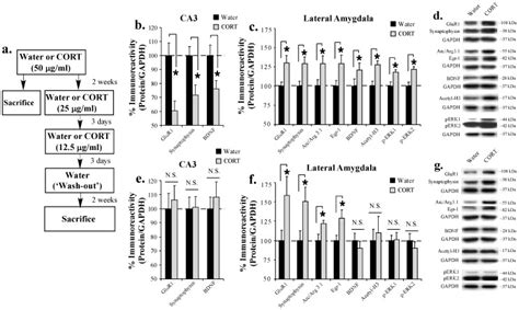 A Schematic Of The Behavioral Protocol Rats Received Either Water Or Download Scientific