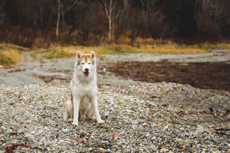 Imagen Del Perro Hermoso Del Beige Y Blanco Del Husky Siberiano Que Se