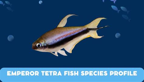 15 Most Popular Tetra Fish Types With Pictures