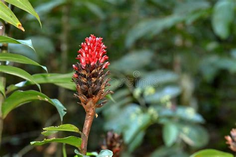 Flowers and Plants in the Sinharaja Rainforest of Sri Lanka Stock Photo ...