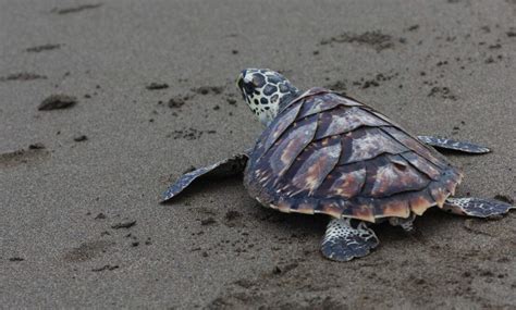 Sea Turtle Migration: Why Is It Necessary? – The Turtle Hub