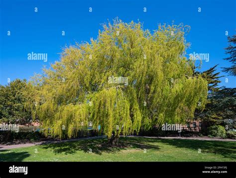 Rbol De Sauce Llor N Fotograf As E Im Genes De Alta Resoluci N Alamy