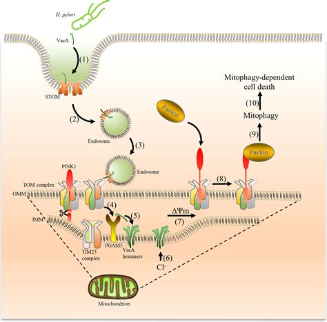 Frontiers Vacuolating Cytotoxin A Triggers Mitophagy In Helicobacter