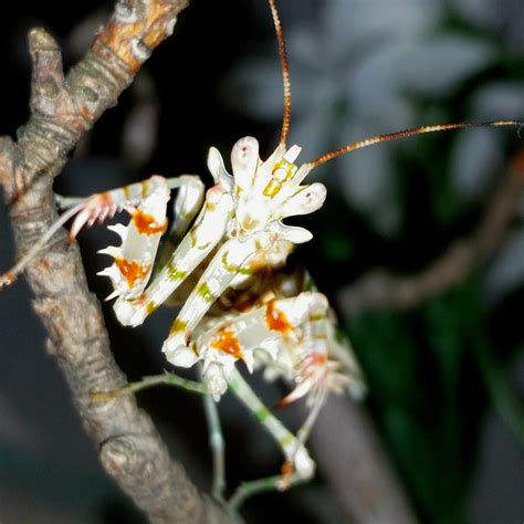 Spiny Flower Mantis (P. wahlbergii) for sale at PanTerra Pets