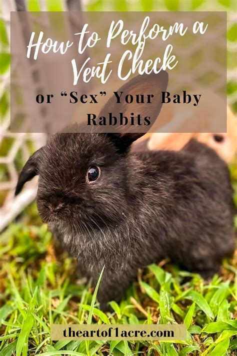 Best How To Perform A Vent Check Or Sex Your Baby Rabbits The