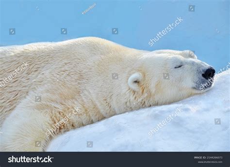 13,126 Endangered Polar Bear Images, Stock Photos & Vectors | Shutterstock