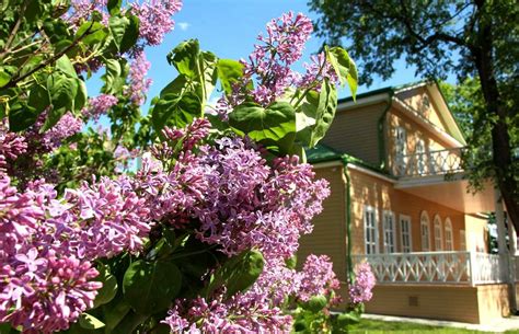 Сирень у дома (65 фото) » НА ДАЧЕ ФОТО