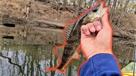 Late Fall Multispecies River Fishing With Berkley Gulp Minnows Easy