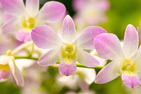 Beautiful Orchids stock image. Image of petal, orchid, beautiful - 145029