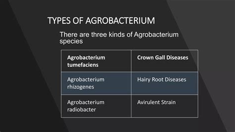 Agrobacterium Mediated Transformation PPT