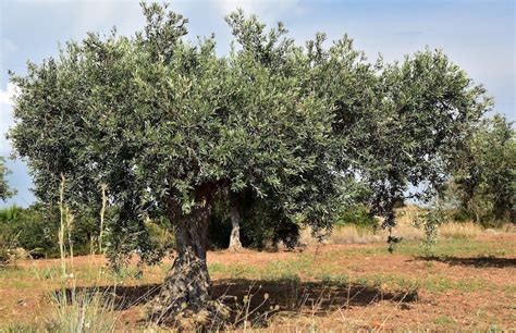 Ekoloji Birliği ve Çiftçi Sen Zeytinime dokunma