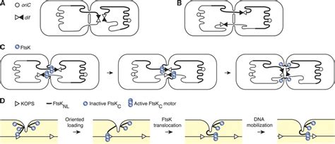 Schematic Of Dna Transport By Ftsk A B Limiting Steps For