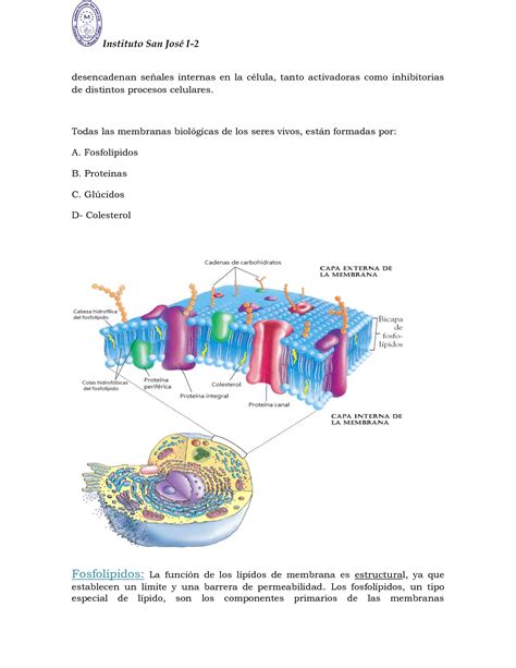 SOLUTION Material de estudio membrana plasmática Studypool