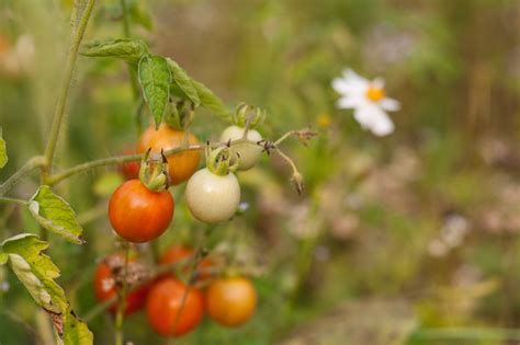 Tomato Vegetable Fruit - Free photo on Pixabay - Pixabay