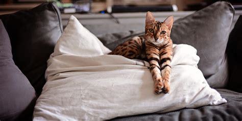 8 Cats That Look Like Tigers Toyger Cat Bengal Cat And More