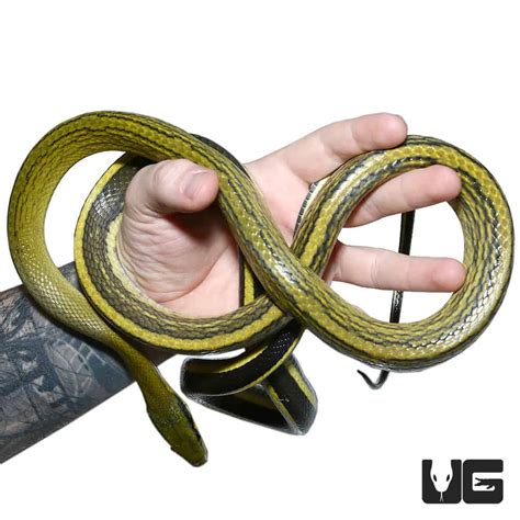 Golden Bellied Snake For Sale - Underground Reptiles