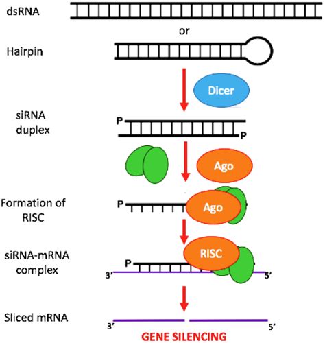 Mechanism Of Sirna Silencing Long Dsrna Which Can Come From Hairpin