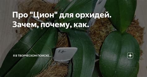 Про "Цион" для орхидей. Зачем, почему, как. | В творческом поиске | Дзен