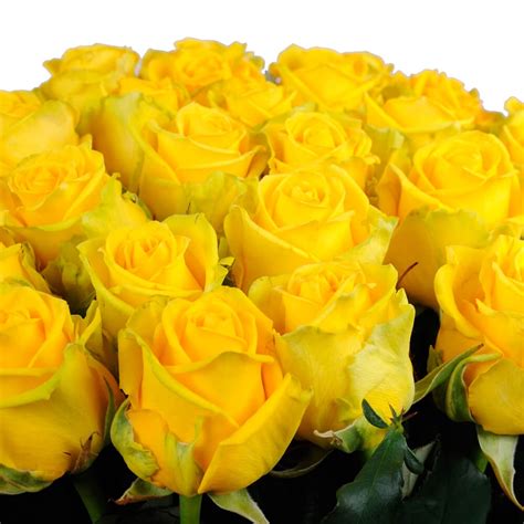 Роза Пенни Лейн Фото – Telegraph