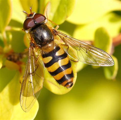 Epistrophe Nitidicollis Bugguide Net