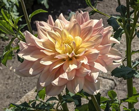 Dahlia Wyns New Pastel In The Dahlias Database